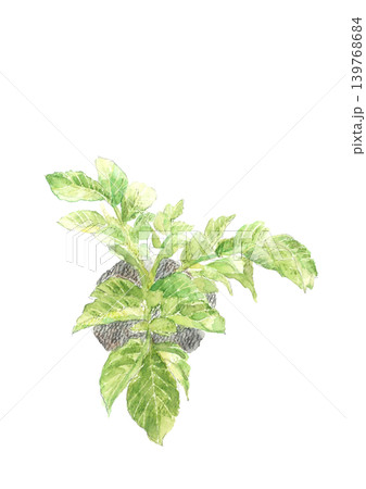 水彩で描いた新鮮な畑の馬鈴薯の葉 イラスト素材【手描き】白背景 切り抜き コピースペースあり 139768684