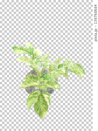 水彩で描いた新鮮な畑の馬鈴薯の葉 イラスト素材【手描き】白背景 切り抜き コピースペースあり 139768684