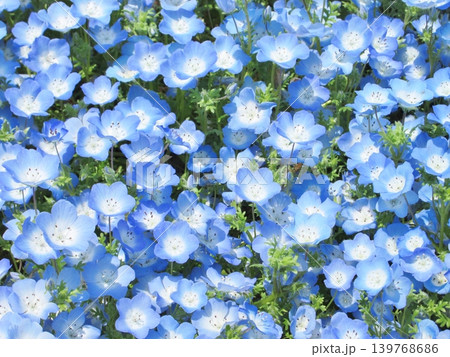 ネモフィラの花畑 ネモフィラの花畑 139768686