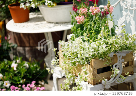 Outdoor Flower Garden Display with Potted Plants and Blooming Spring Flowers Outdoor Flower Garden Display with Potted Plants and Blooming Spring Flowers 139768719