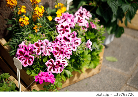 Outdoor Flower Garden Display with Potted Plants and Blooming Spring Flowers 139768726