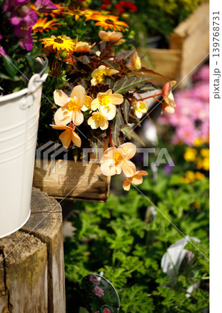 Outdoor Flower Garden Display with Potted Plants and Blooming Spring Flowers Outdoor Flower Garden Display with Potted Plants and Blooming Spring Flowers 139768731
