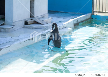 ペンギン ペンギン 139768764