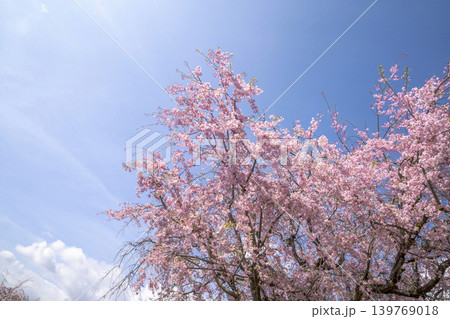 桜 桜 139769018