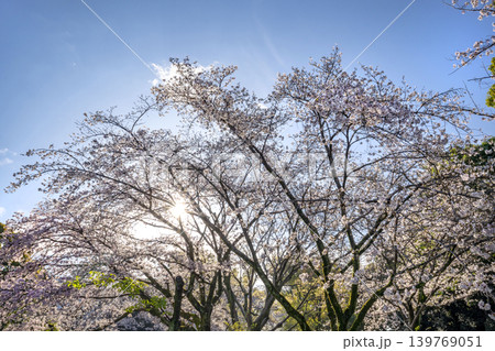 桜 桜 139769051