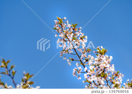 桜 139769058