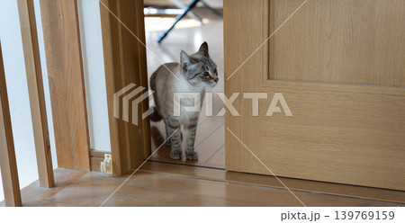 室内を歩く猫 室内を歩く猫 139769159