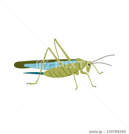 Green grasshopper insect side view vector illustration isolated on white background 139769269