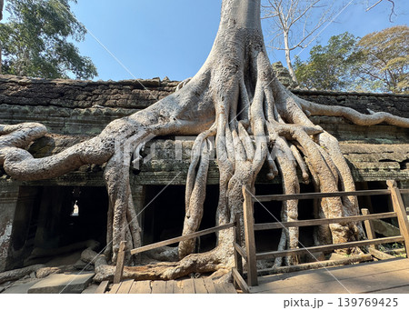 アンコール遺跡群のタ・プロームの巨木と遺跡、2026年1月 アンコール遺跡群のタ・プロームの巨木と遺跡、2026年1月 139769425