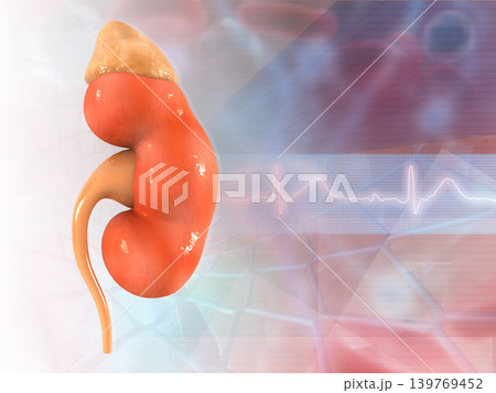 Human kidney anatomy on medical background Human kidney anatomy on medical background 139769452
