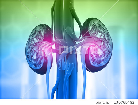Human kidney cross section on science background 139769482