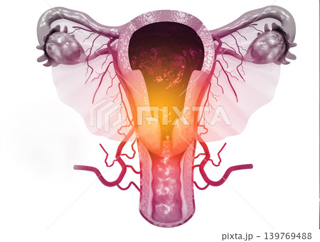 Anatomy of female reproductive system Anatomy of female reproductive system 139769488