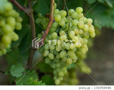 Ripe, tasty, green kind of grapes, a large brush of ripe grapes 139769496