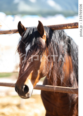 Close-up of a beautiful chestnut colored stallion. Close-up of a beautiful chestnut colored stallion. 139769506