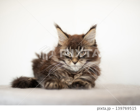 a Maine Coon kitten standing on cat furniture 139769515