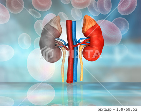 kidney on science background 139769552