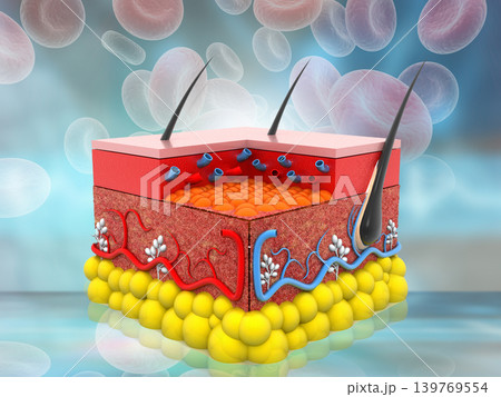 Human skin anatomy on science background Human skin anatomy on science background 139769554