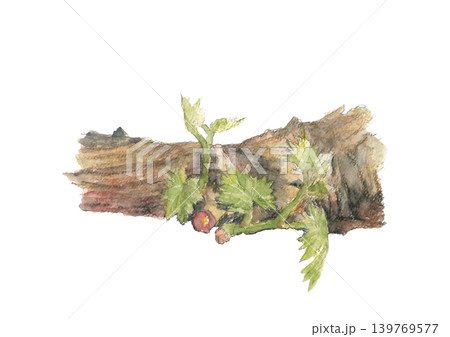 水彩で描いたブドウの葉の新芽 イラスト素材【手描き】白バック 切り抜き コピースペースあり 水彩で描いたブドウの葉の新芽 イラスト素材【手描き】白バック 切り抜き コピースペースあり 139769577
