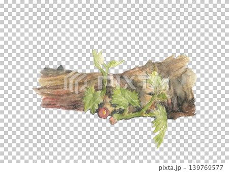 水彩風格的葡萄葉萌芽插圖 [手繪] 白色背景，摳圖，留有文字空間 139769577