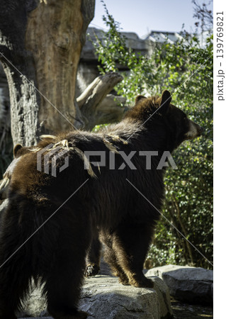アメリカクロクマの後ろ姿 139769821