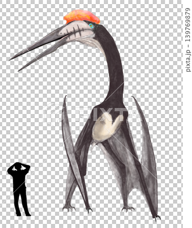Pterosaurs: Hatzegopteryx, one of the largest pterosaurs with a wingspan of 12m. Pterosaurs: Hatzegopteryx, one of the largest pterosaurs with a wingspan of 12m. 139769879