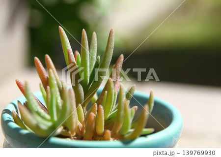 多肉植物 多肉植物 139769930