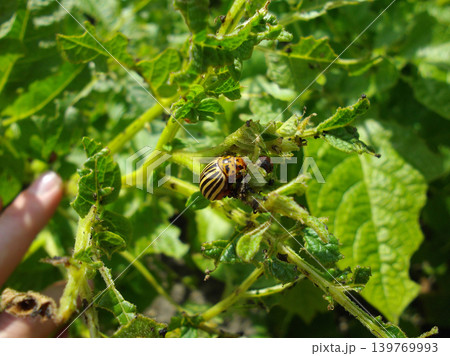 Colorado potato beetle with yellow-black stripes on a green potato plant bush on potato farm. Colorado potato beetle with yellow-black stripes on a green potato plant bush on potato farm. 139769993