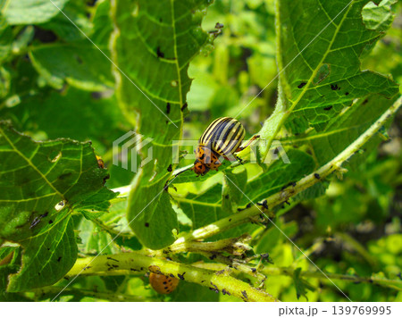 Colorado potato beetle with yellow-black stripes on a green potato plant bush on potato farm. Colorado potato beetle with yellow-black stripes on a green potato plant bush on potato farm. 139769995