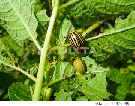 Colorado potato beetle with yellow-black stripes on a green  potato plant bush on potato farm. 139769996