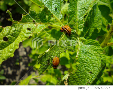 Colorado potato beetle with yellow-black stripes on a green potato plant bush on potato farm. Colorado potato beetle with yellow-black stripes on a green potato plant bush on potato farm. 139769997