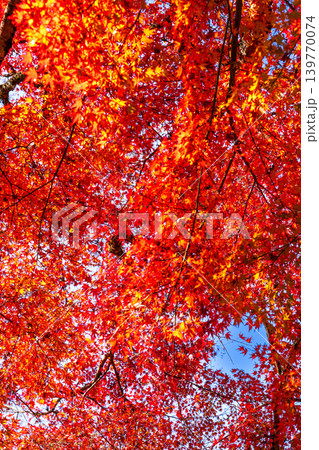 豪渓 青空とカエデの紅葉4 岡山県総社市 豪渓 青空とカエデの紅葉4 岡山県総社市 139770074