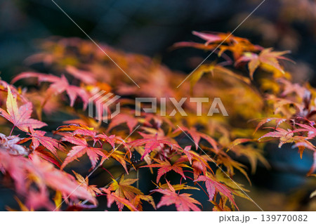 豪渓　晩秋のカエデの紅葉2　岡山県総社市 139770082