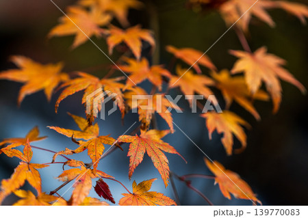 豪渓　晩秋のカエデの紅葉3　岡山県総社市 139770083