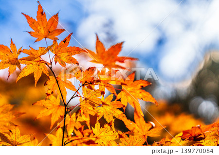 豪渓 晩秋のカエデの紅葉4 岡山県総社市 豪渓 晩秋のカエデの紅葉4 岡山県総社市 139770084