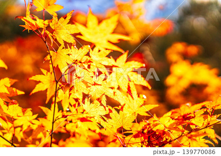豪渓　晩秋のカエデの紅葉5　岡山県総社市 139770086