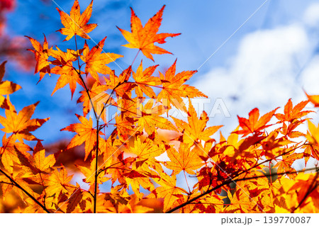 豪渓 青空とカエデの紅葉6 岡山県総社市 豪渓 青空とカエデの紅葉6 岡山県総社市 139770087