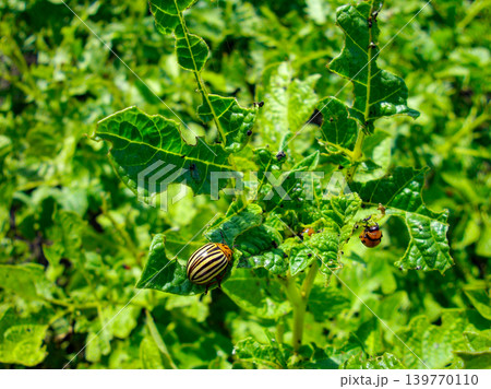Colorado potato beetle with yellow-black stripes on a green  potato plant bush on potato farm. 139770110