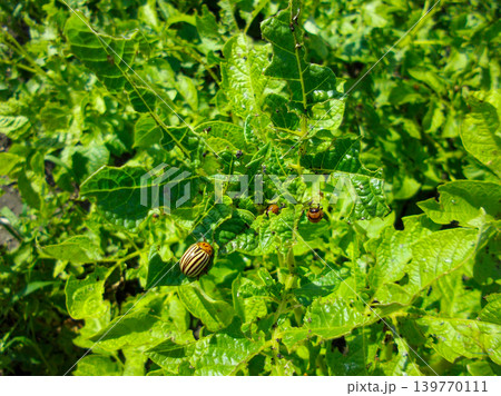 Colorado potato beetle with yellow-black stripes on a green  potato plant bush on potato farm. 139770111