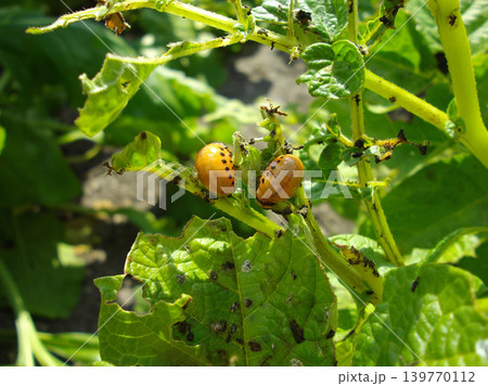 Colorado potato beetle with yellow-black stripes on a green  potato plant bush on potato farm. 139770112
