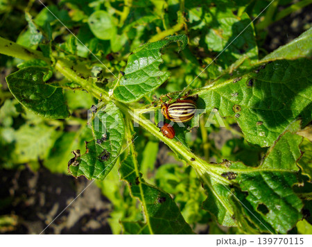 Colorado potato beetle with yellow-black stripes on a green potato plant bush on potato farm. Colorado potato beetle with yellow-black stripes on a green potato plant bush on potato farm. 139770115