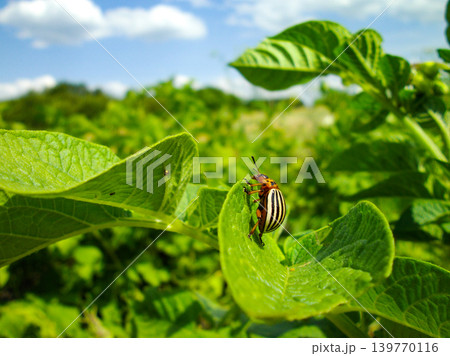 Colorado potato beetle with yellow-black stripes on a green potato plant bush on potato farm. Colorado potato beetle with yellow-black stripes on a green potato plant bush on potato farm. 139770116