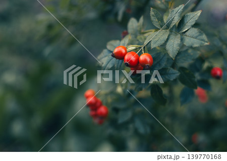 Red wild rose hips with green leaves on dark green background. Red wild rose hips with green leaves on dark green background. 139770168