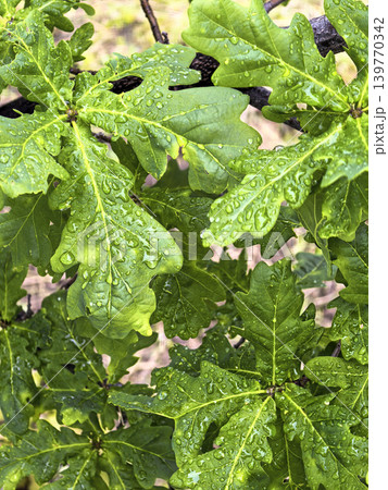 Fresh green leaves covered with rain drops growing on a garden shrub in a natural outdoor setting. Botanical spring foliage shown in detailed close up. 139770342