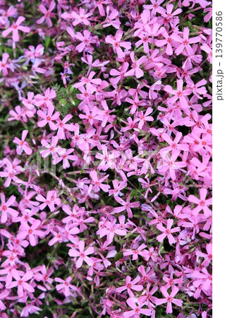 ピンクの小さな花 ピンクの小さな花 139770586