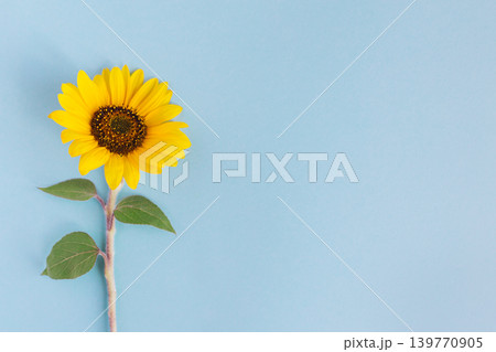 Beautiful sunflower on a blue background. Place for text. 139770905