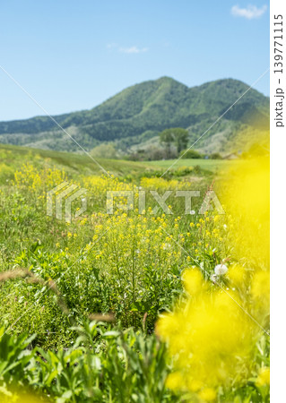 新緑・初夏の蒜山高原 新緑・初夏の蒜山高原 139771115