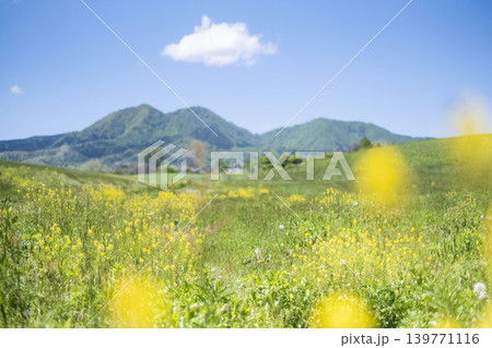 新緑・初夏の蒜山高原 新緑・初夏の蒜山高原 139771116