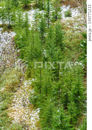 初雪が残る山で育つ若いカラマツの植林地 北海道の林業風景 初雪が残る山で育つ若いカラマツの植林地 北海道の林業風景 139771215