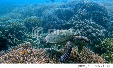 A critically endangered hawksbill sea turtle explores a dense rugged coral reef in serene blue water. Dauin, Negros Island Region, Philippines 139771258