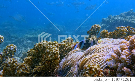 A peaceful underwater scene featuring a yellowtail clownfish resting among a soft anemone and corals. Dauin, Negros Island Region, Philippines A peaceful underwater scene featuring a yellowtail clownfish resting among a soft anemone and corals. Dauin, Negros Island Region, Philippines 139771261